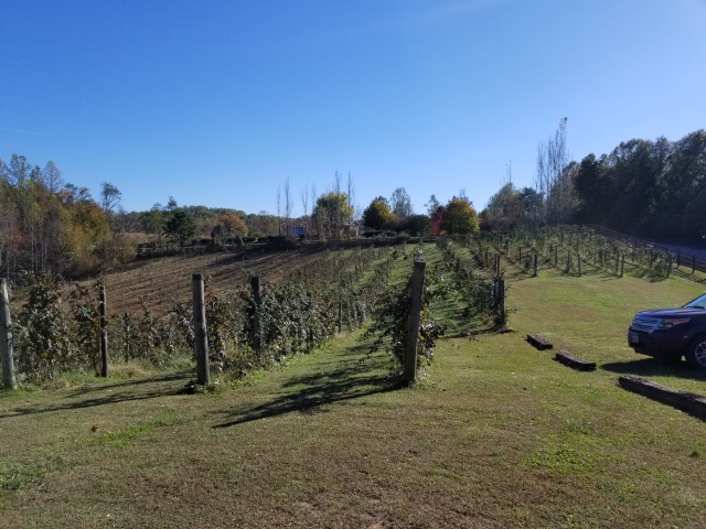 Wineries day 3 flying fox